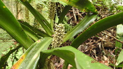 Rohdea fargesii