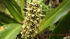 Rohdea fargesii