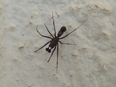 Neriene furtiva