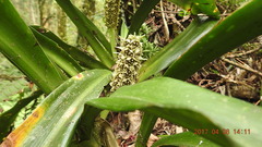 Rohdea fargesii