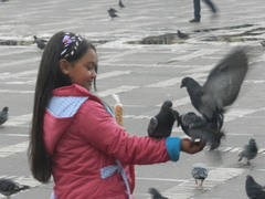 Columba livia domestica