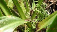 Rohdea fargesii