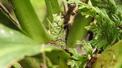 Rohdea fargesii