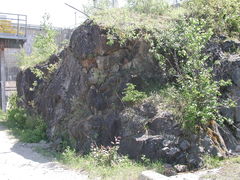 Erigeron hyssopifolius