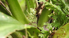 Rohdea fargesii