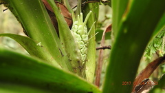 Rohdea fargesii