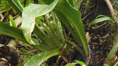 Rohdea fargesii