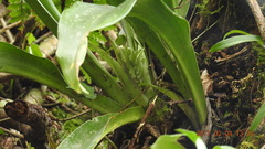 Rohdea fargesii