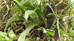 Rohdea fargesii