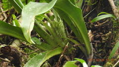 Rohdea fargesii