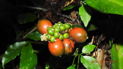 Rohdea fargesii