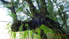 Rohdea fargesii