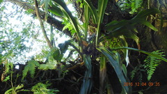 Rohdea fargesii