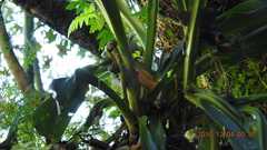 Rohdea fargesii