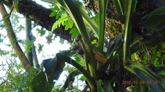 Rohdea fargesii