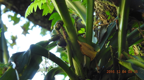 Image of Rohdea Fargesii (Rohdea fargesii) by (c) fagushayata, some rights reserved (CC BY-SA)