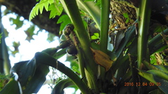 Rohdea fargesii