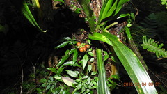 Rohdea fargesii