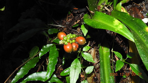 Image of Rohdea Fargesii (Rohdea fargesii) by (c) fagushayata, some rights reserved (CC BY-SA)