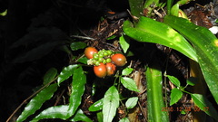Rohdea fargesii