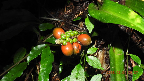 Image of Rohdea Fargesii (Rohdea fargesii) by (c) fagushayata, some rights reserved (CC BY-SA)
