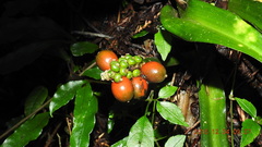 Rohdea fargesii