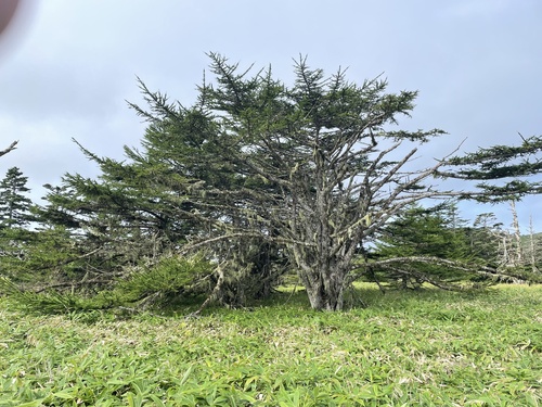Larix gmelinii var. japonica