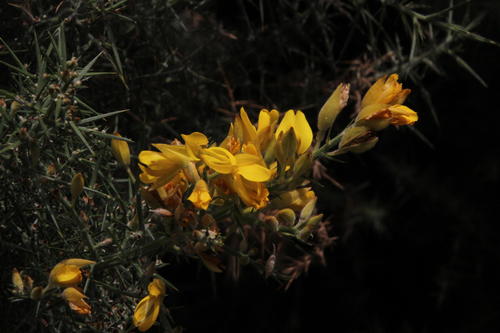 Ulex europaeus subsp. europaeus image