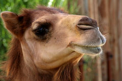 Camelini