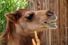 Camelini