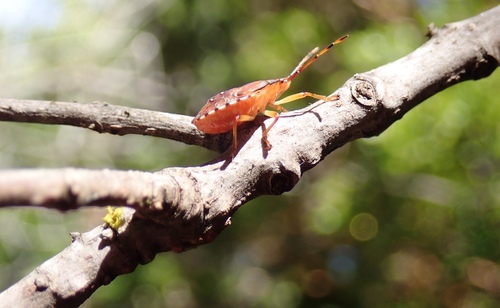 Planois smaug