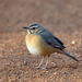 Miombo Scrub-Robin - Photo (c) Nigel Voaden, some rights reserved (CC BY-SA)
