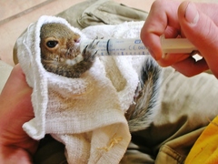 Sciurus carolinensis