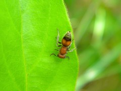 Pseudomethoca simillima