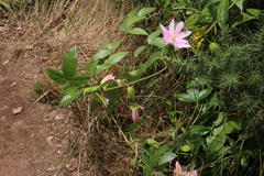 Passiflora tarminiana image