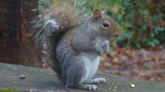 Sciurus carolinensis