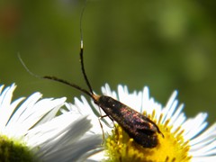Adela caeruleella