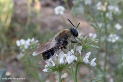 Stratiomys longicornis