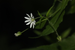 Stellaria bungeana