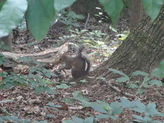 Sciurus carolinensis