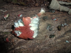 Sciurus carolinensis