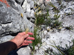 Geochloa rufa