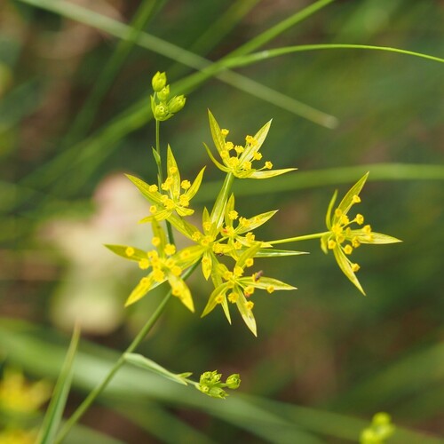 narrowleaf thorow wax (Bupleurum odontites)