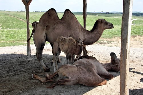 Camelus bactrianus