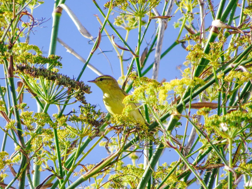 Western Willow Warbler