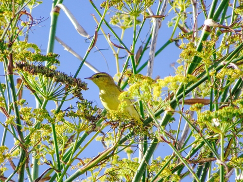 Western Willow Warbler