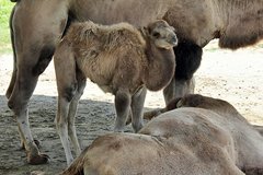Camelus