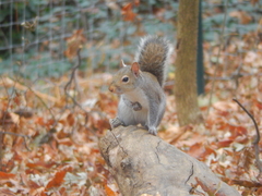 Sciurus carolinensis