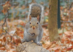 Sciurus carolinensis