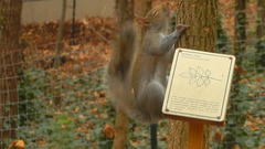 Sciurus carolinensis